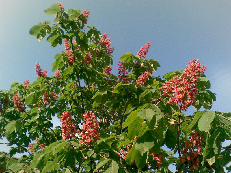 20090518(007)